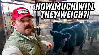 Did the Cattle Perform Like We Expected? | Bar 7 Ranch