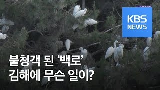 [뉴스 따라잡기] 길조 아닌 불청객 된 ‘백로’…김해에 무슨 일이? / KBS뉴스(News)