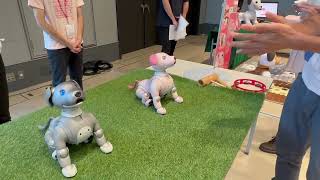 ソニー【初公開】手拍子に合わせて踊るaibo　Unveiled for the first time Sony, aibo dancing to the clapping of hands