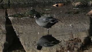 オオバン　Black coot　野鳥　wildbirds