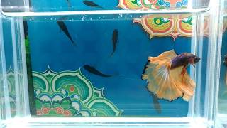 大台南展示級鬥魚 171223-4 HM