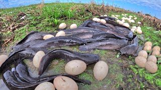 best hand fishing! Fishing to pick duck eggs and catch many fish in the mud with lucky hands