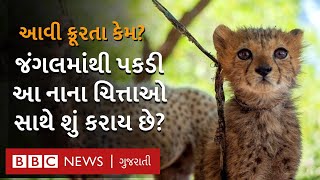 ચિત્તાઓ સાથે આ લોકો શું કરી રહ્યા છે, જો આવું જ થયું તો તે લુપ્ત થઈ જશે : Cheetah Cubs Smuggling: