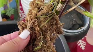 How to grow LOTS OF roots on an orchid keiki!!! DOUBLE YOUR ORCHIDS FAST