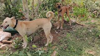 Pandikona Shepherd's Dogs.