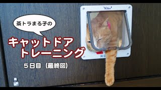 茶トラまる子のキャットドアトレーニング - ５日目（最終日）-