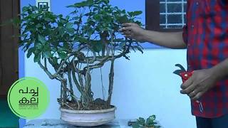 Bonsai in a capsule | ബോണ്സായിയെ കുറിച്ച് അറിയേണ്ടതെല്ലാം.