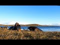 grey seals unst dec 2024