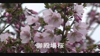 白野江植物公園の桜（１）