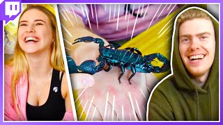 Insekten AUF UNS krabbeln lassen!😱 - Meine erste Live auf Twitch mit Adi und Misabell