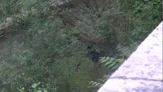 La Loreley par Remi et Karol.MTS