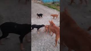 எல்லாம் போண்டா மாரி சுத்துதுங்க....#cutepuppies #funnyinstareels #hoomans comedy