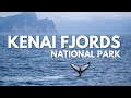 Kenai Fjords National Park Boat Tour + Glaciers & RARE Bubble Feeding Whales