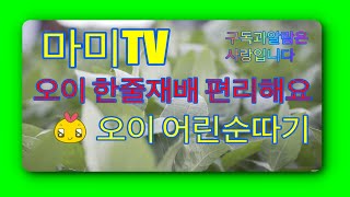 오이 재배법, 오이키우기, 오이 순따기, 오이 추비주기,적심방법,한줄 재배 ,이렇게하면 편리해요,