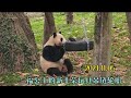 11.05福公主有了新丰荣玩具吊链轮胎，希望福宝能少些无聊#panda #大熊貓 #大熊猫福宝