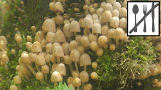 Czernidłak gromadny (Coprinellus disseminatus) Jaworzno 11.05.2017