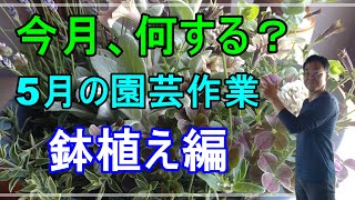 [ガーデニング] 園芸12ヵ月～5月の園芸作業 鉢植え編 「キャリア29年のプロガーデナーが毎月行う園芸作業」