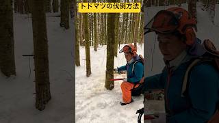 ②トドマツの安全で正確な伐倒手順🌲 雪道を歩き続けたよ☃️ 突哨山カタクリ広場❄️ 北海道旭川市✨ #ninjya #shorts #旭川市 #雪景色 #トレーシー #スティーブ #カタクリ広場