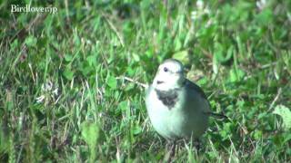 野鳥撮影・ ホオジロハクセキレイ White Wagtail 1/2