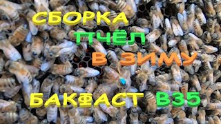 СБОРКА ПЧЁЛ В ЗИМУ/ФОРМИРУЕМ ГНЕЗДО СЕМЬИ БАКФАСТ В35/ ПРОСТО СОБИРАЕМ ДАДАН 10 РАМОК ДЛЯ ЗИМОВКИ..!