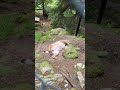 luchs steinvasenpark in deutschland germany lynx animals sleeping ausflugstipps trip