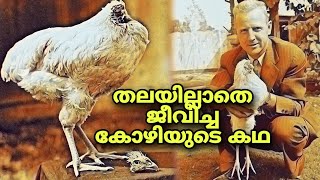 തലയില്ലാതെ ജീവിച്ച കോഴിയുടെ കഥ | malayalam story