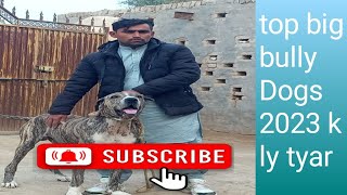 Pakistani top close bully Dogs 2023 ready for syzan big bully kutta #american #bullyworld #pitbull