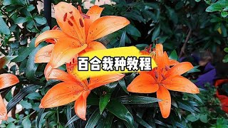 盆栽百合教程：难怪你种的不开花，估计是种错了