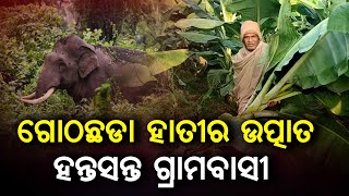 ଗୋଠଛଡା ଦନ୍ତାର ଉତ୍ପାତ, ହନ୍ତସନ୍ତ ଗ୍ରାମବାସୀ