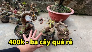 Sung Bonsai Lộc vừng Mini Khai Xuân Viềng Đầu Năm Giá Quá rẻ