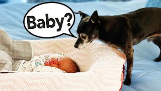 Dogs Meet Our New Baby for First Time 🐶 Dog Love Baby Video Compilation #woavideos