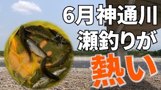 【鮎釣り】瀬の中に居た！6月の神通川は背が熱い！！