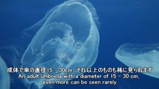 Moon Jelly ミズクラゲ 【仙台うみの杜水族館】