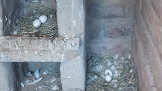 pigeon laying eggs😍 i am so happy!kabootar bazi ka shonk#kabutarbazi  #manavpetvlog