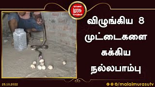 விழுங்கிய 8 முட்டைகளை கக்கிய நல்லபாம்பு