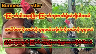 *ကြ*က်ကုနည်း ‌‌‌‌‌‌‌‌‌‌‌‌လေများကိုမျှ ဝေပေးလိုက်ပါတယ်ခင်ဗျာ