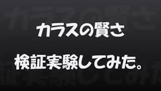 【ビックリ実験】カラスの賢さ検証実験【めっちゃ賢いやん！！】