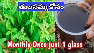 తులసమ్మ ఆరోగ్యం కోసం ఇలా చేయండి|Tulasi plant |Holy Basil #how #summer #plants @MokkalathoManam