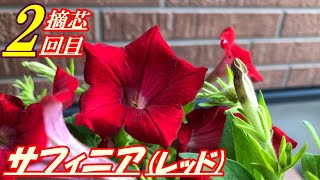 【花】サフィニア(レッド)の育て方・摘芯2回目