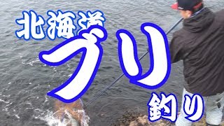 北海道ブリ（イナダ）釣り サクラマスも釣れた