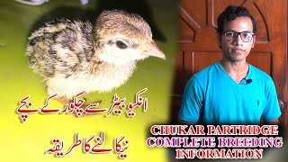 Chukar Partridge hatching tips 2020 video and share my Tips must watch  In Urdu Hindi