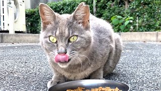 カリカリご飯を美味しそうに腹パンパンになるまで食べる野良猫 “I gave karikari food hungry wild cat”