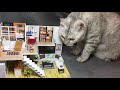 diy miniature house elegant 手作袖珍屋 雅致