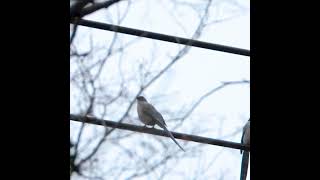 おもしろい声の鳥【カラス科】オナガ