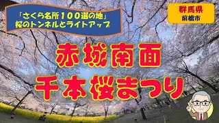 【赤城南面千本桜まつり】群馬県前橋市の桜の名所。桜のトンネルと幻想的な夜桜が美しい。