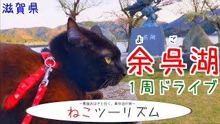 【猫とドライブ】滋賀県「余呉湖」1周の旅【琵琶湖の北】