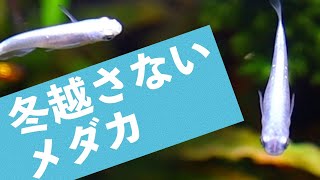 無加温で飼育するメダカの話 【アクアリウム】【熱帯魚】