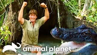 Steve Irwin Swam with American Alligators in the Everglades | The Crocodile Hunter | Animal Planet