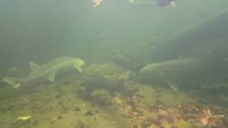 Bonneville Dam fish hatchery sturgeon Pond viewing window
