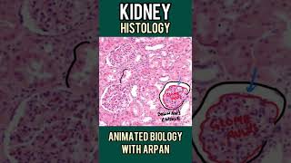 Kidney histology explained in 1 minute | 1 minute histology